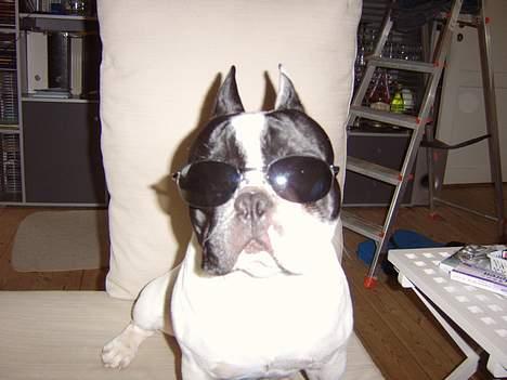 Fransk bulldog Budda - Er jeg ikke bare sej! :-) billede 13