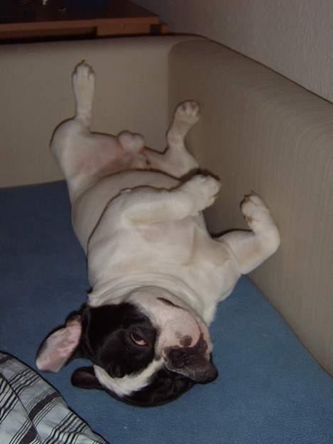 Fransk bulldog Budda - Ja jeg sover stadig...! billede 14