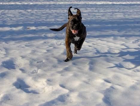 Boxer Dolce - WROOM billede 4