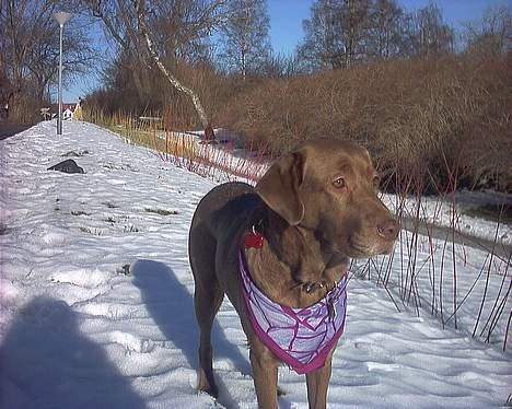 Labrador retriever Tilde billede 14