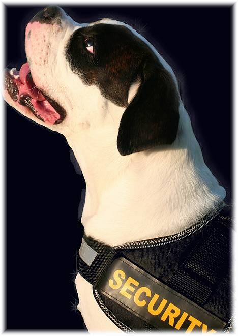 Blanding af racer Eddie billede 1