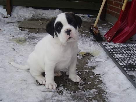 Blanding af racer Eddie billede 2