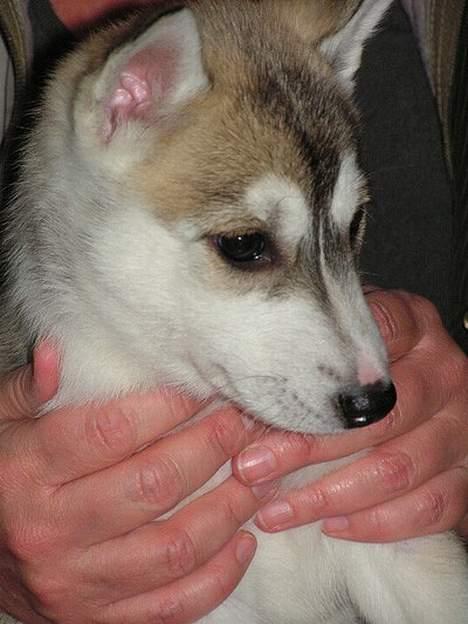 Siberian husky Tara billede 1