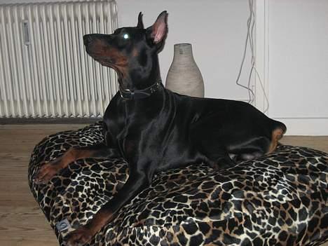 Dobermann Cobra billede 11