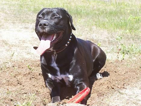 Blanding af racer BonZo billede 12