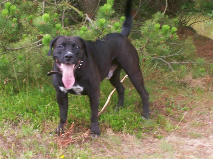 Blanding af racer BonZo billede 13