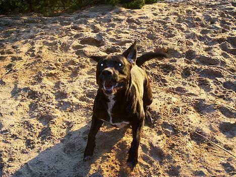 Blanding af racer BonZo billede 14