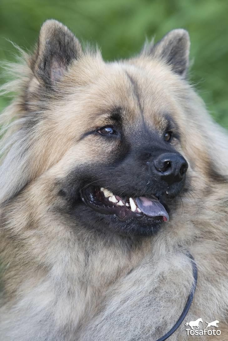Eurasier  Chanti - Velkommen til min profil, jeg hedder Chanti billede 1
