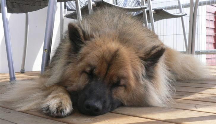 Eurasier  Chanti - NYT....10-7-2007    det er hårdt at være på ferie på Bornholm billede 2