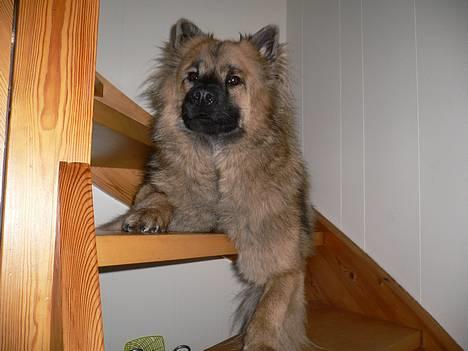 Eurasier  Chanti - Kongen i huset.... billede 3
