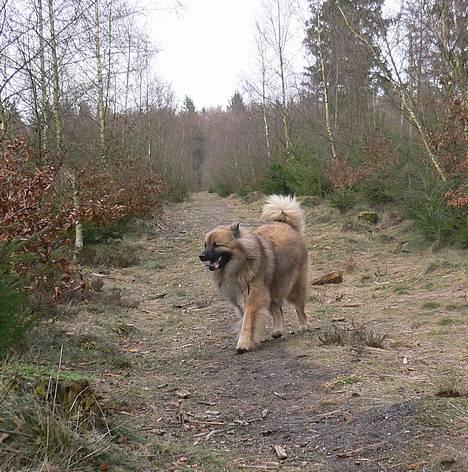 Eurasier  Chanti billede 4