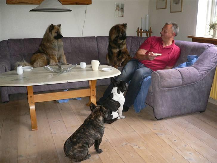 Eurasier  Chanti - Når far spiser morgenmad billede 5