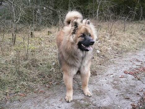 Eurasier  Chanti - Dejlig dreng billede 6