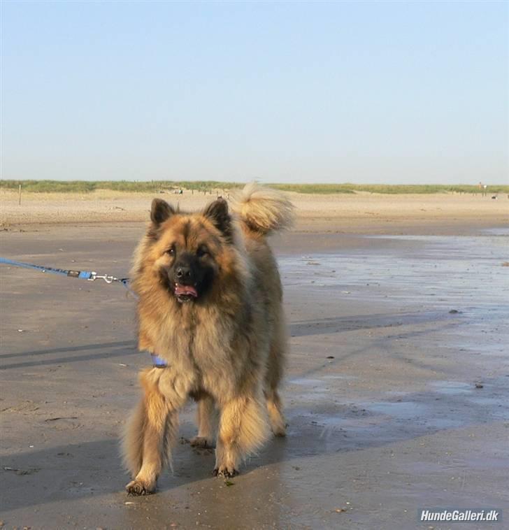Eurasier  Chanti - På stranden i Blåvand billede 7