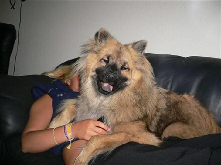 Eurasier  Chanti billede 8