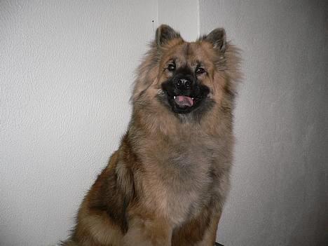 Eurasier  Chanti billede 9