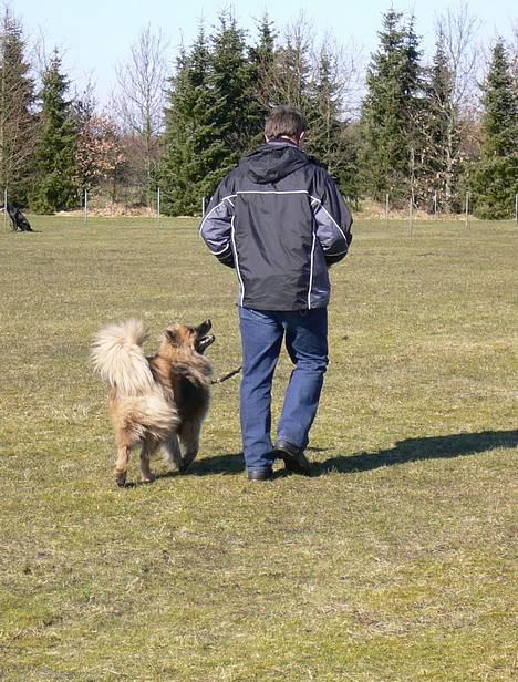 Eurasier  Chanti billede 10