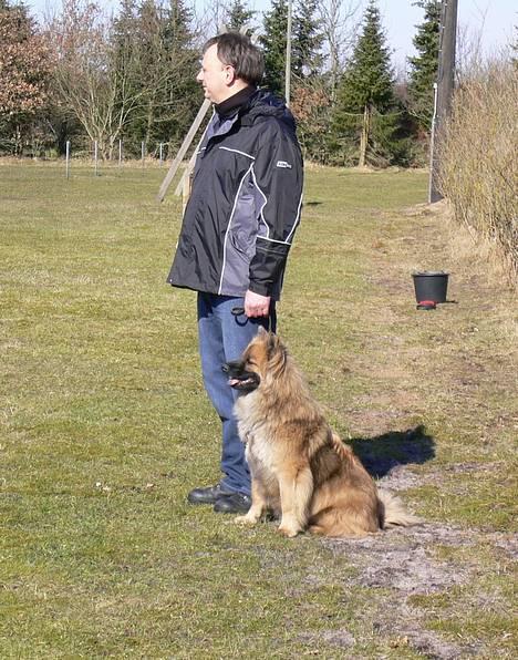 Eurasier  Chanti billede 11