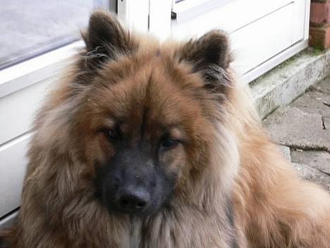 Eurasier  Chanti billede 12