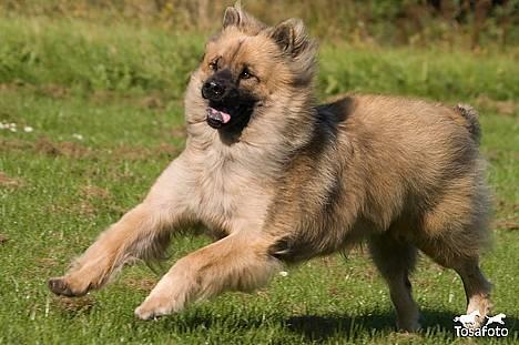 Eurasier  Chanti billede 13