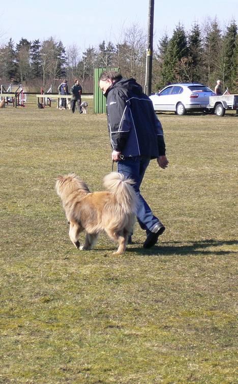 Eurasier  Chanti billede 14