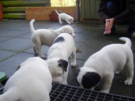 Blanding af racer Eddie billede 5