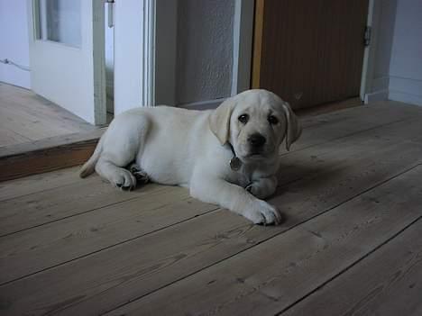 Labrador retriever Sandra ( Juni´s Laura) - 2 måneder billede 1