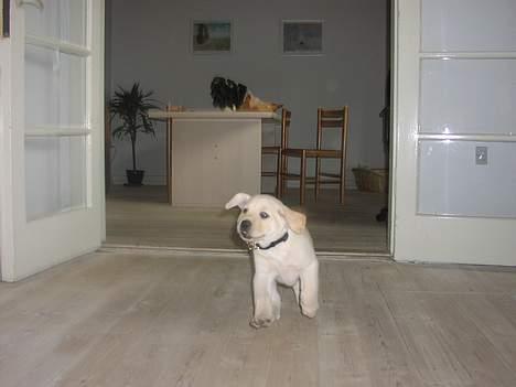 Labrador retriever Sandra ( Juni´s Laura) - 2 måneder billede 2