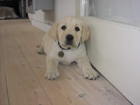 Labrador retriever Sandra ( Juni´s Laura) - 2 måneder billede 3