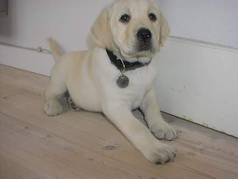 Labrador retriever Sandra ( Juni´s Laura) - 2 måneder billede 4