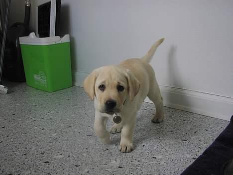 Labrador retriever Sandra ( Juni´s Laura) - 2 måneder billede 5