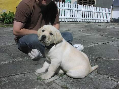 Labrador retriever Sandra ( Juni´s Laura) - 2 måneder billede 6