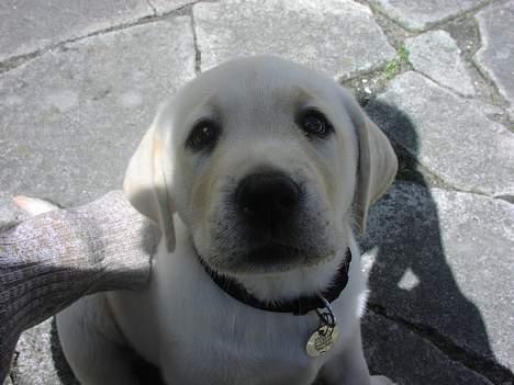 Labrador retriever Sandra ( Juni´s Laura) - 2 måneder billede 7