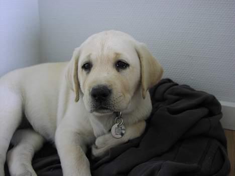 Labrador retriever Sandra ( Juni´s Laura) - 2 måneder billede 8