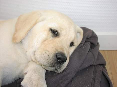 Labrador retriever Sandra ( Juni´s Laura) - 2 måneder billede 9