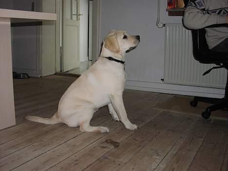 Labrador retriever Sandra ( Juni´s Laura) - 6 måneder billede 10