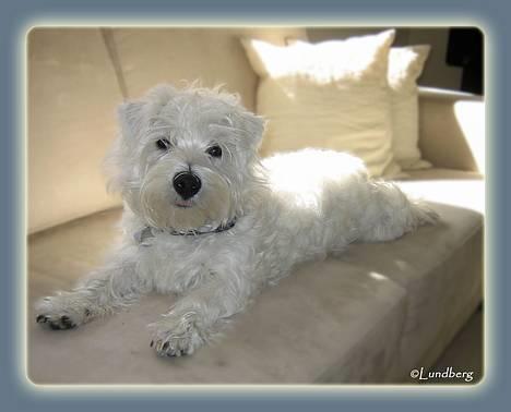 West highland white terrier Chewbacca - 23. april 2006 - Chewbacca ½ år. -Ligger og nyder solen i sofaen  billede 18
