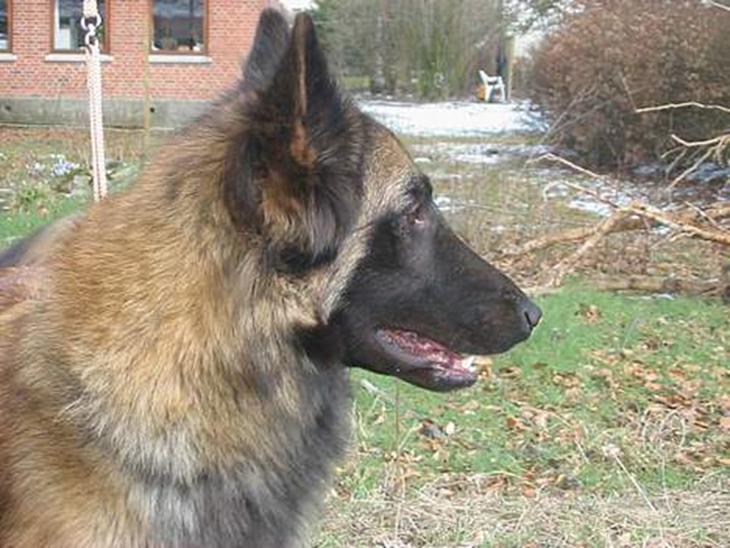 Tervueren Aron - Hejsa ... jeg hedder Aron billede 1