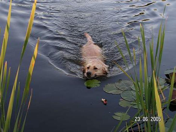 Labrador retriever Bølle - Bølle ELSKER bare at bade. Han er så søød :)  billede 1