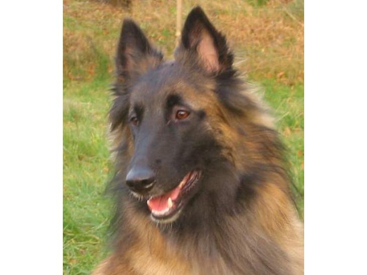 Tervueren Gaya - Hej alle sammen .. jeg hedder Gaya billede 1