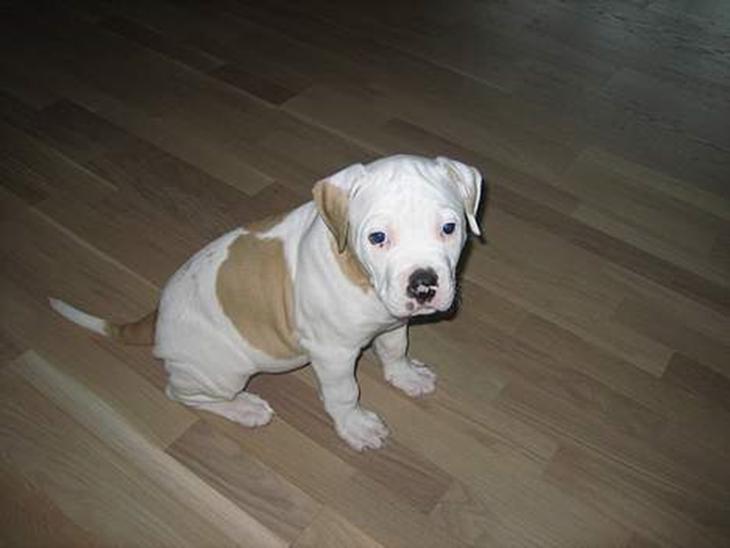 Blanding af racer Bosco R.I.P :( billede 1