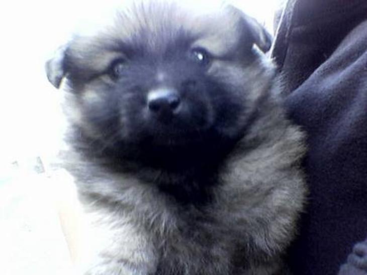 {{currentPhoto.altText}} billede {{currentPhoto.number}}