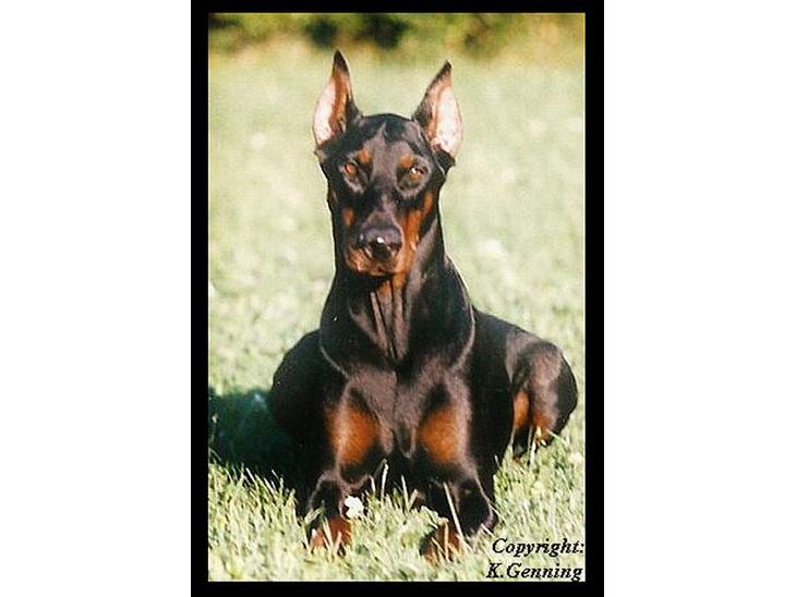 Dobermann (Fyrstinden) Chica R.I.P. - Fyrstinden eller Chica som hun blev kaldt. billede 1