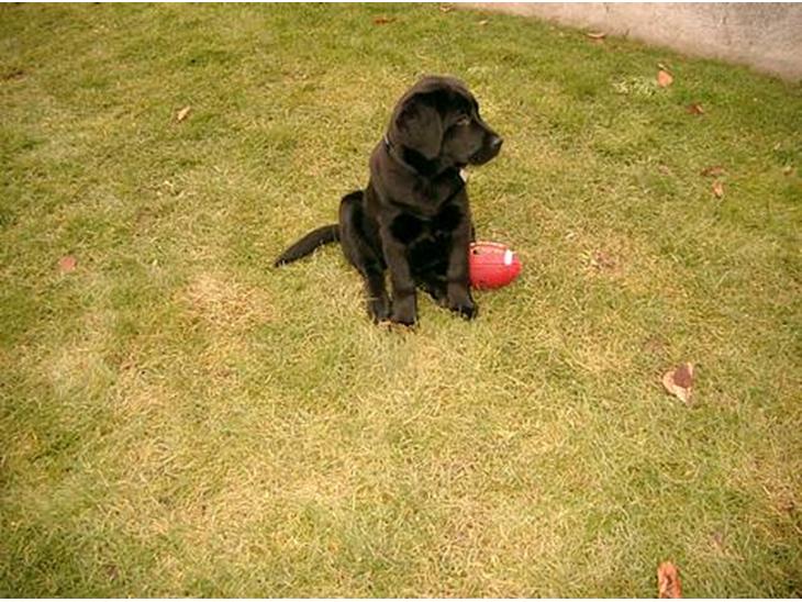 Labrador retriever Soffi<3 billede 1