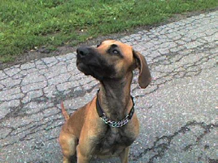 Blanding af racer Grand danois og Dobermann - gismo i sommers billede 1