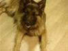 Schæferhund " Brix`s Ober" Kato