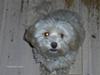Løwchen Chili [ Himmelhund]