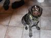 Ruhåret hønsehund Silver