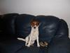 Jack russell terrier Jackob