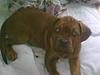 Dogue de bordeaux Ida